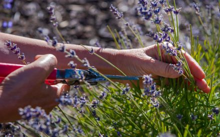 Horticultural Services provided by Gothic Landscape.