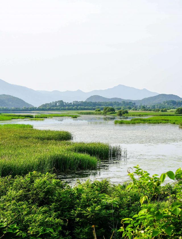 Environmental Restoration Services provided by Gothic Landscape.